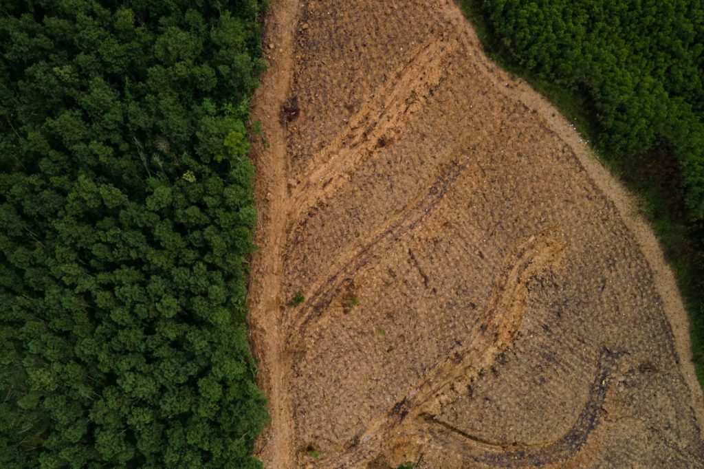 Vietnam Sustainable Wood Future